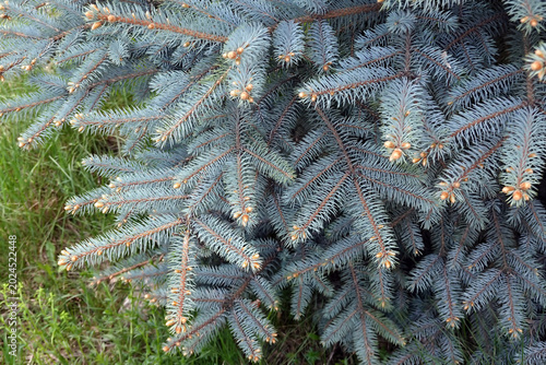 Close-up details view of blue spruce tree branches with needles and buds in summer time