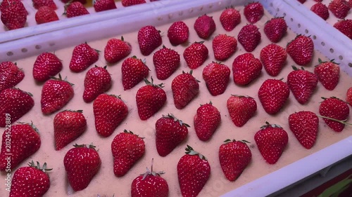Fresh strawberries in trays on the market. Sale strawberries concept