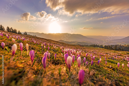 Allgäu - Krokusblüte - Schneeschmelze - Frühling - Blumen - Alpen