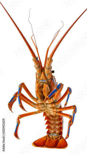 Fotografie Isolated vibrant spiny lobster with long antennae and distinctive blue-banded le