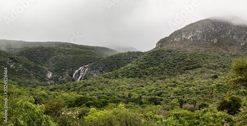 NUGUAÇU EM MIRANGABA - BAHIA - BRASIL