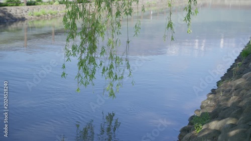 揺れる柳の枝と水路の水面