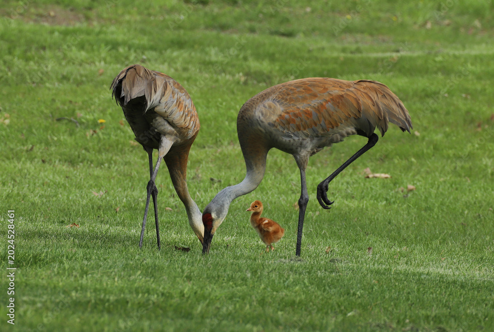 Fototapeta premium Two adult sandhill cranes hunting for food in the green grass of a park lawn in Michigan in the spring. A small, fuzzy fledgling stands near them. 