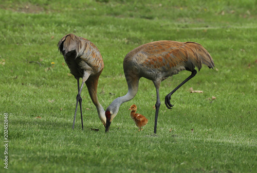 Фотография Two adult sandhill cranes hunting for food in the green grass of a park lawn in Michigan in the spring