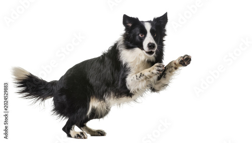 Photos Isolated Border Collie dog caught mid-air, active and playful with a keen expression