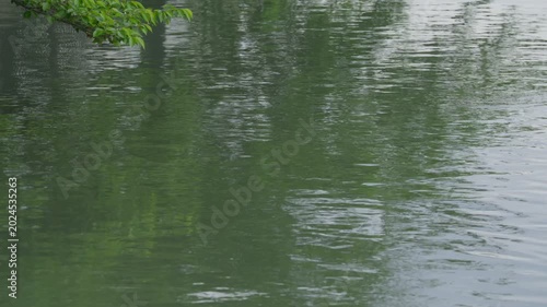 木の枝が反射する水路の水面