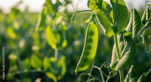 A detailed macro view of vibrant green pea pods hanging from leafy vines in a lush field during a sunny day with natural light and depth, vegetable, landscape, crops