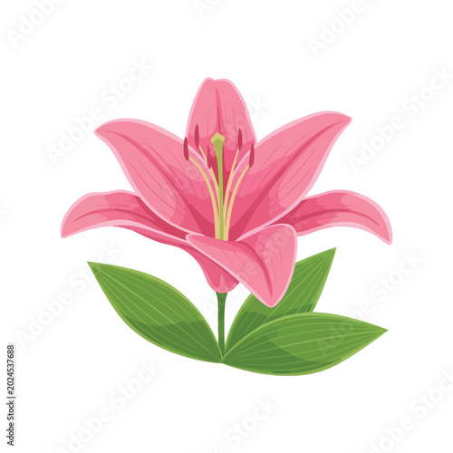 Pink Lily Flower Illustration with Green Leaves Isolated on White Background