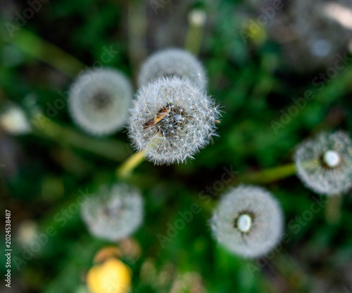 Photos Close-up of a faded dandelion with hairy achenes equipped with parachutes (pappus)