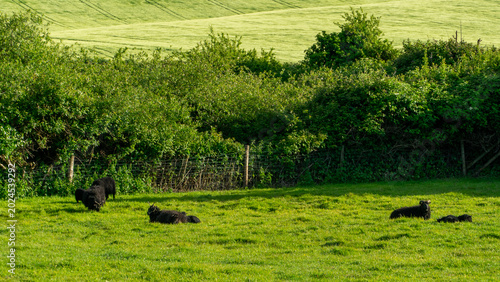 Photos A herd of black sheep which are grazing in a field
