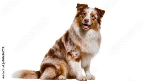 Tableau sur toile Isolated cheerful red merle and white Australian Shepherd dog sitting and lookin
