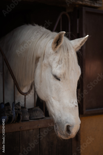 Beautiful horses and equestrian details / Caballos y detalles ecuestres