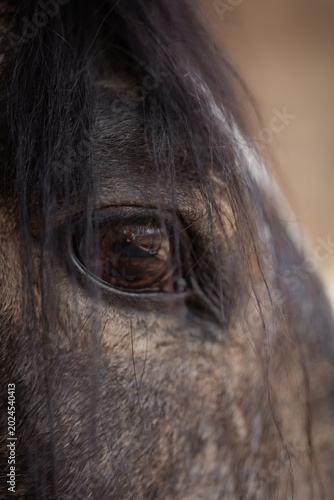 Beautiful horses and equestrian details / Caballos y detalles ecuestres
