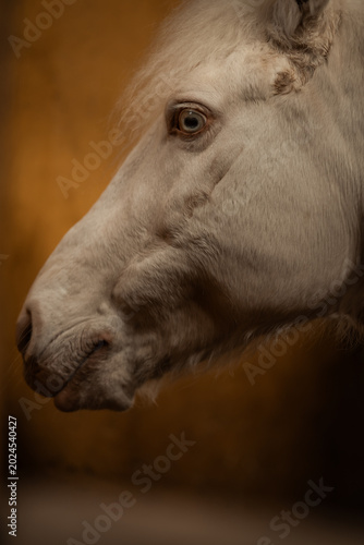 Beautiful horses and equestrian details / Caballos y detalles ecuestres