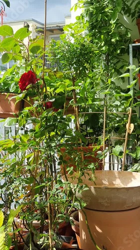 Green balcony with roses and solar fountain. vibrant urban balcony gardening, eco-friendly living, landscape architecture, modern apartment decor, and sustainable lifestyle