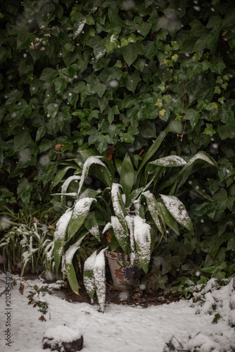 Flowers and plants in natural light / Flores y plantas con luz natural