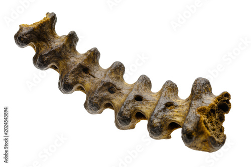 Schilderij op canvas Isolated ancient fossilized bone structure, weathered and textured, resembling a