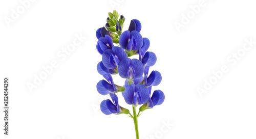 Detailed close up of vibrant wild indigo flowers with delicate blue petals and green stems, perfectly isolated on a pure white background, flora, organic, nature