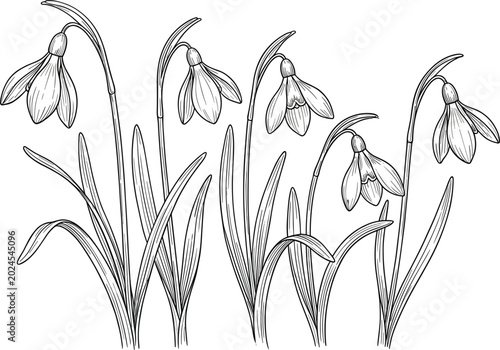 Cuadro en lienzo Detailed hand drawn snowdrop flower engraving vector set featuring eleg