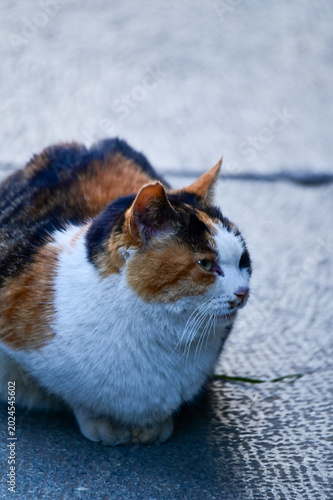 Photography Close-up of a wild cat standing on the street
