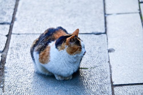 Canvas Print Close-up of a wild cat standing on the street