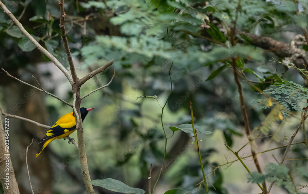 Fototapeta premium Black-hooded Oriole (Oriolus xanthornus) perching on tree branch.