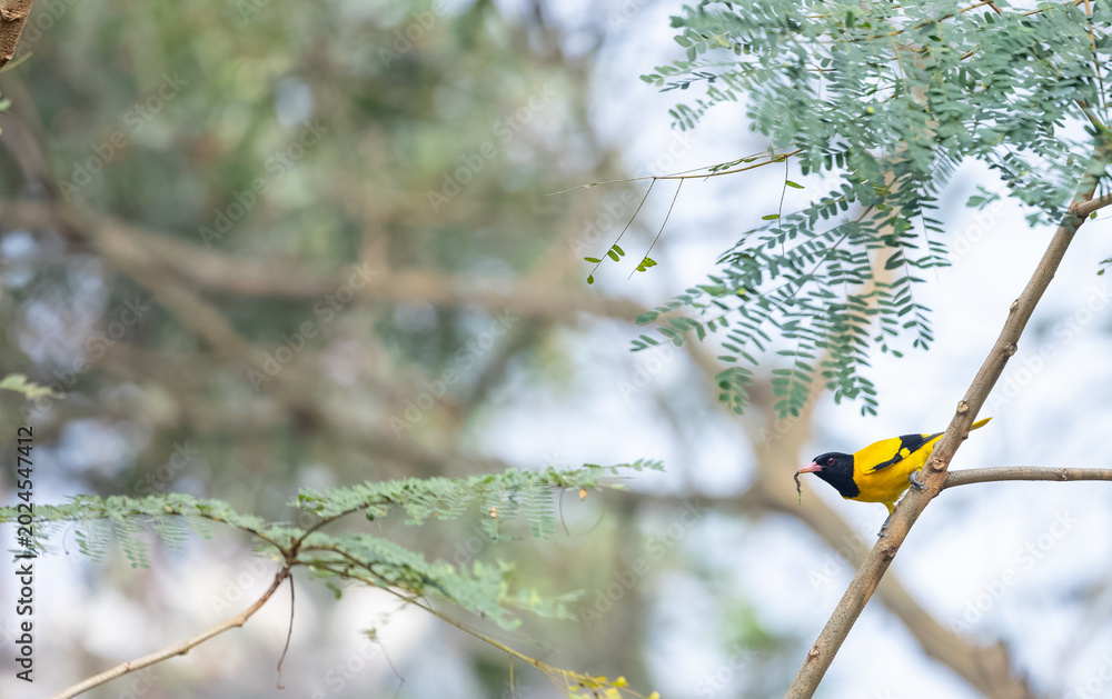 Fototapeta premium Black-hooded Oriole (Oriolus xanthornus) perching on tree branch.