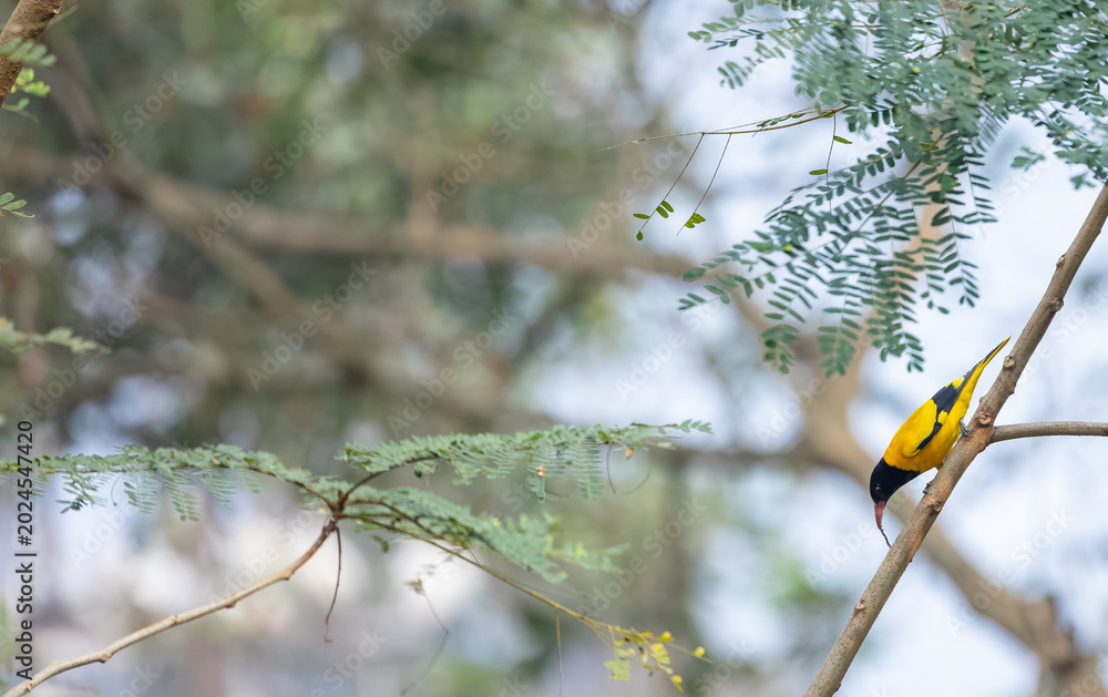 Fototapeta premium Black-hooded Oriole (Oriolus xanthornus) perching on tree branch.
