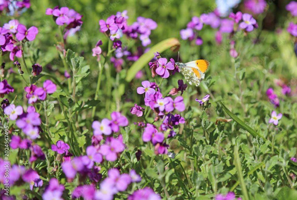 Obraz premium Closeup of an Orange-tip butterfly on Aubretia flowers, Derbyshire England 