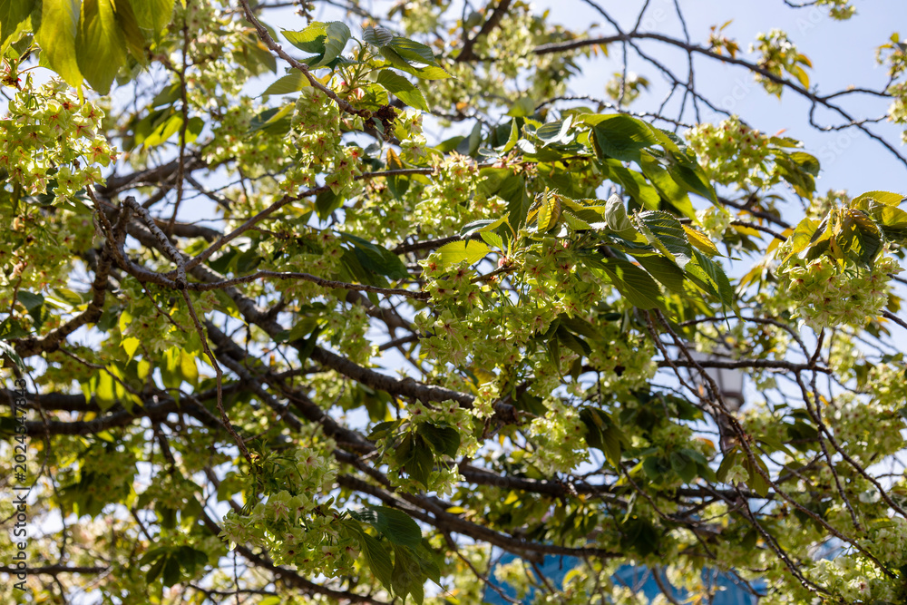 Obraz premium 桜（御衣黄）