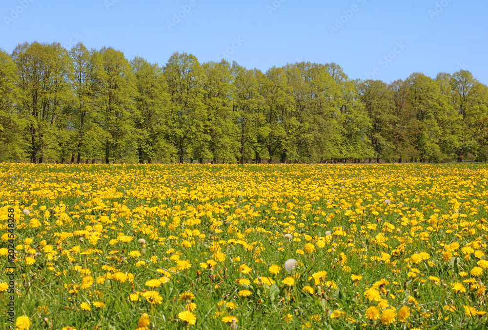 Fototapeta premium View across a field of Dandelions, Derbyshire England 