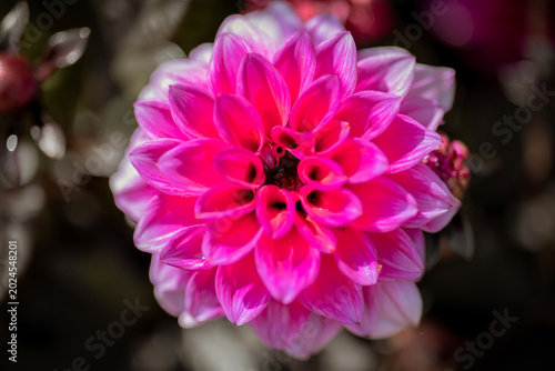 Flowers and plants in natural light / Flores y plantas con luz natural