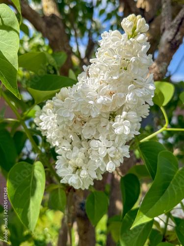 Einzelne weisse Fliederblüte vor grünen Blättern