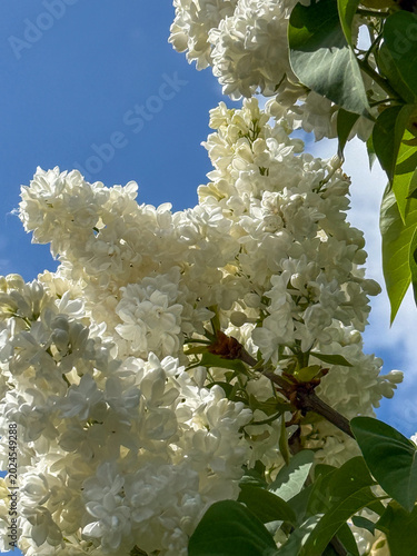 Fliederblüten vor blauem Himmel Hintergrund im Mai