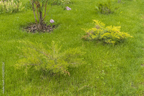 Fotografía 4 May 2026 Green grass and thuja tree in the garden, summer landscape