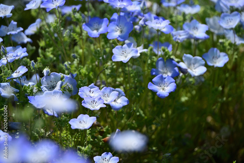 足元に咲く可愛いネモフィラの花