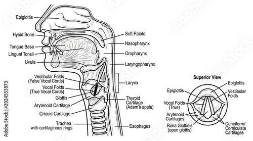 Foto Detailed Diagram of Human Throat and Larynx Anatomy.