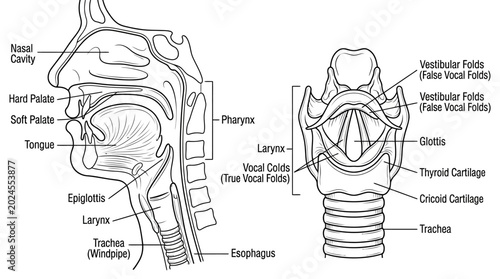 Bild auf Leinwand Detailed Diagram of Human Upper Respiratory System and Larynx.