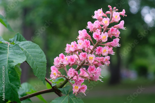 
pink chestnut blossom