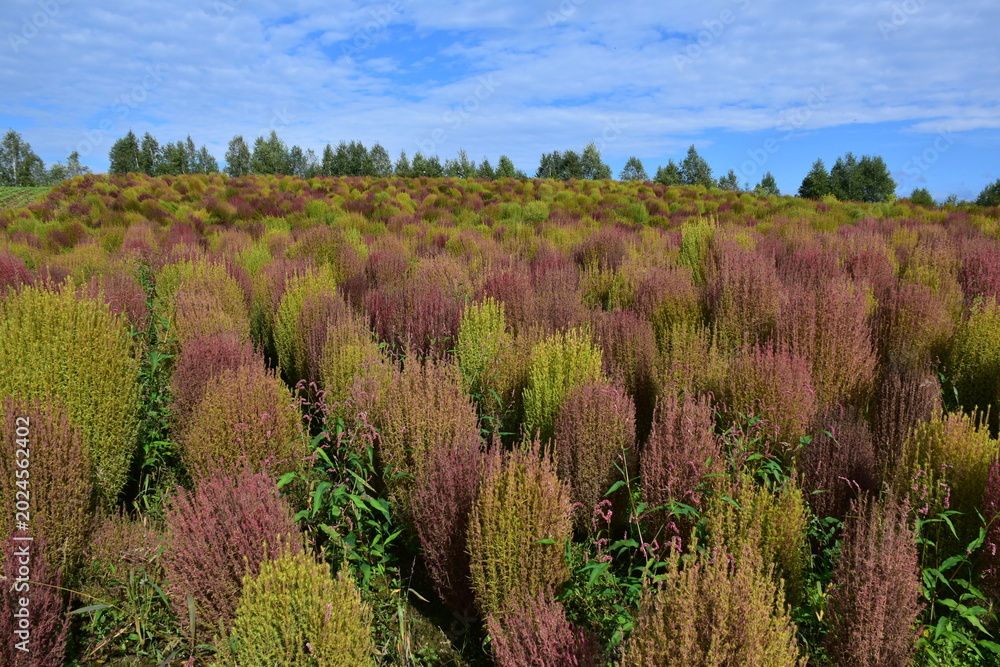 Fototapeta premium 北海道 美瑛町の四季彩の丘
