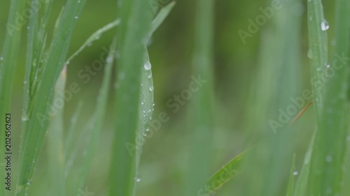 風に揺れる雨の雫がついた草