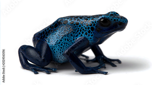 Vivid blue poison dart frog with black spots resting on white background