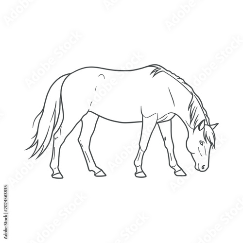 A horse illustration depicts an animal grazing peacefully outdoors