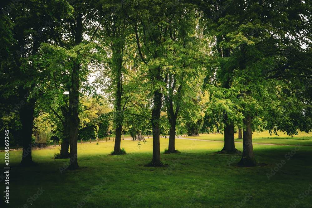 Obraz premium Sunlit park trees cast dappled shade over a lush green lawn, framing a tranquil woodland path. Calm, natural scenery conveys peaceful, outdoor relaxation and environmental beauty for landscape project