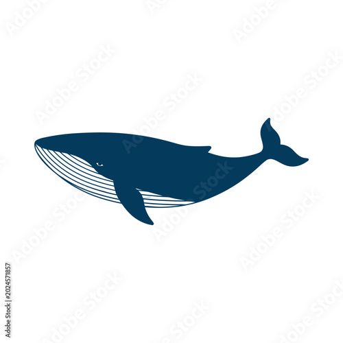A large whale swims through the ocean with a white underbelly.