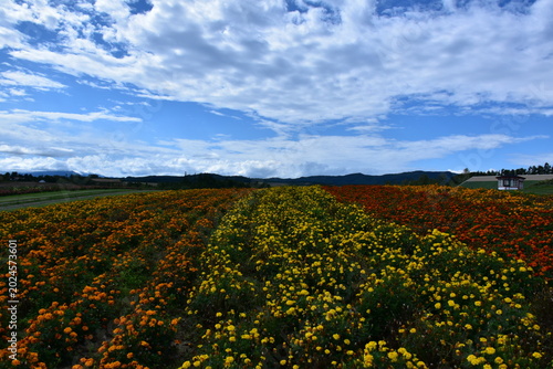 фотографія 北海道 上富良野のフラワーランドかみふらの
