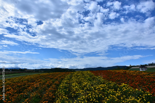 Photography 北海道 上富良野のフラワーランドかみふらの
