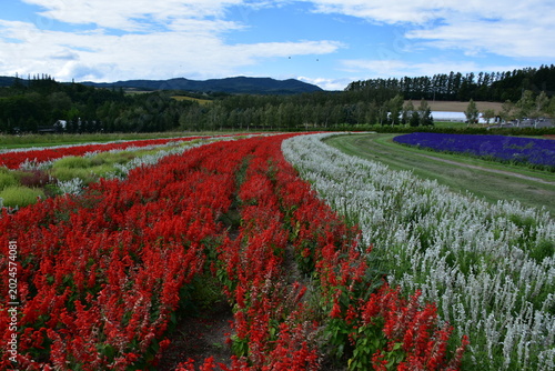 Bild auf Leinwand 北海道 上富良野のフラワーランドかみふらの