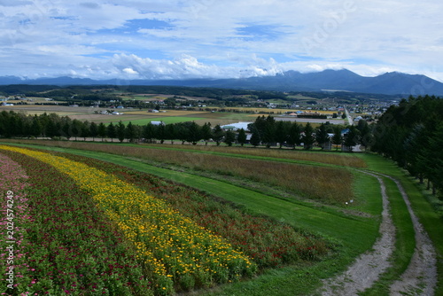 Schilderij op canvas 北海道 上富良野のフラワーランドかみふらの