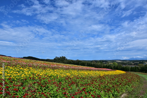 Foto 北海道 上富良野のフラワーランドかみふらの